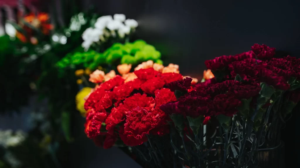 Red Carnation Cluster Petals Dark Background