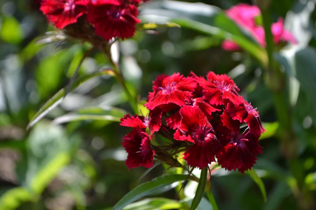 Red Carnation Cluster Petals Green Leaves