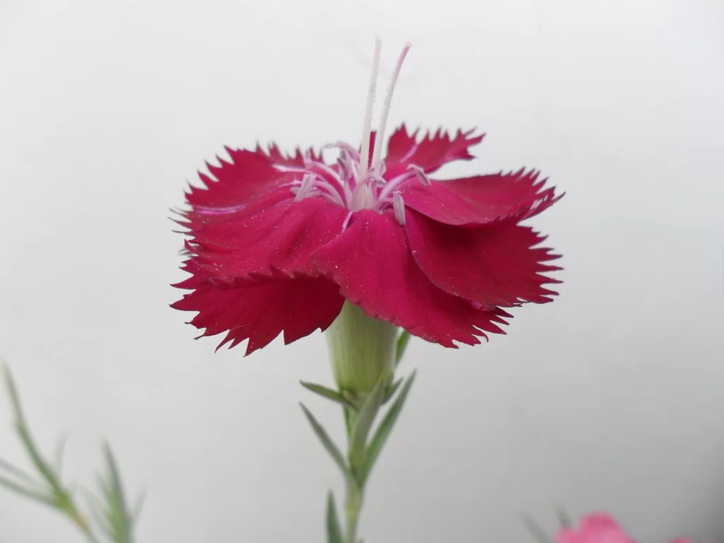 Red Carnation Edged Petals Stamen Green Stem