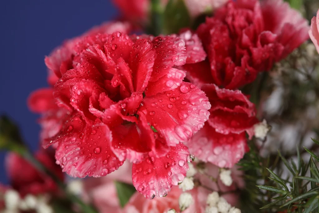 Red Carnation Flower Petal Waterdrops Close-up