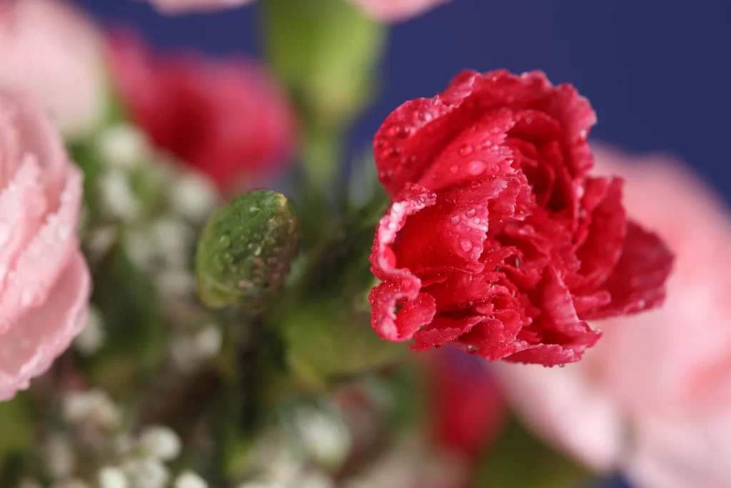Red Carnation Flower Petal Close-up Dewdrops