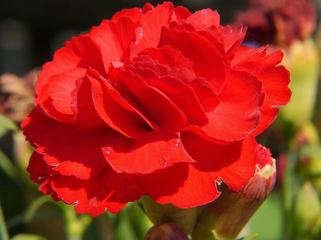 Red Carnation Full Bloom Petals Ruffled Edges