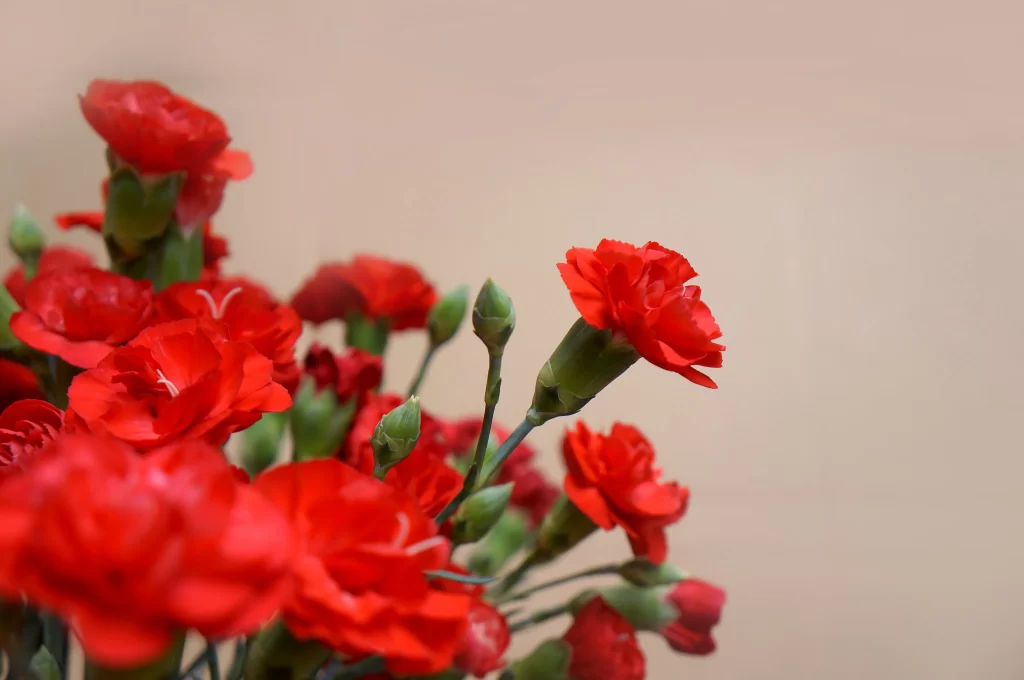 Red Carnation Full Bloom Petals Green Stems