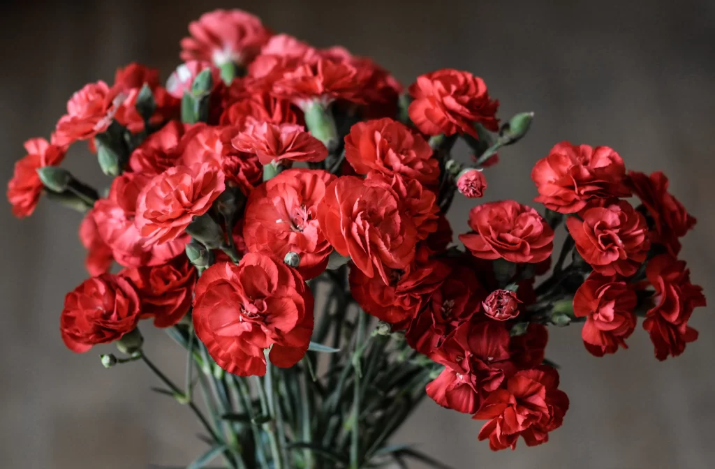 Red Carnation Full Blooms Green Stems