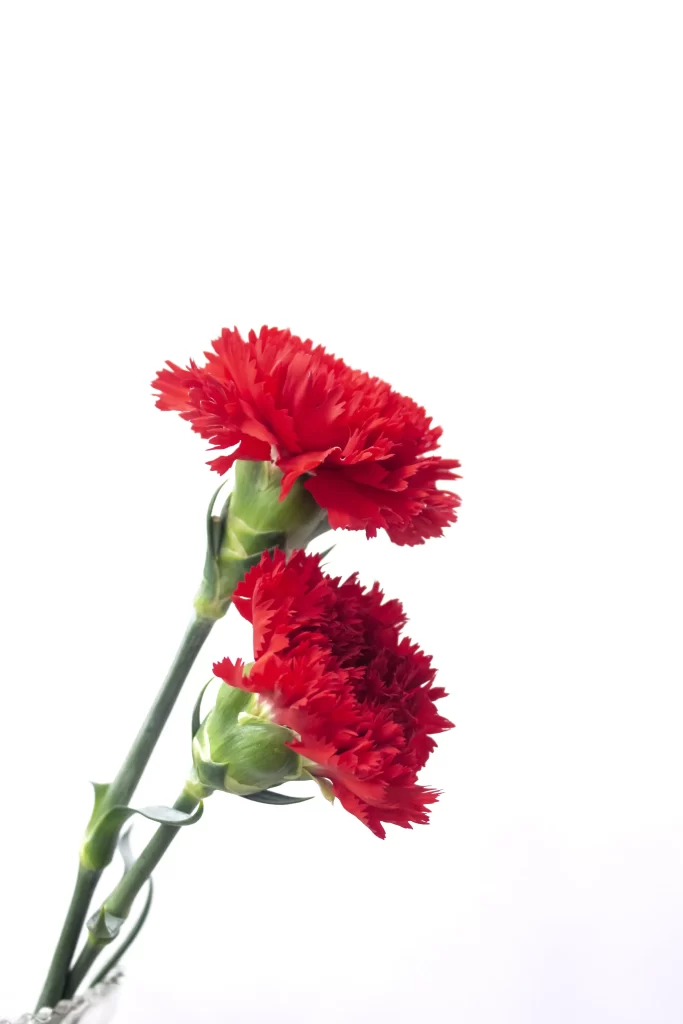 Red Carnation Full Petals Green Stems
