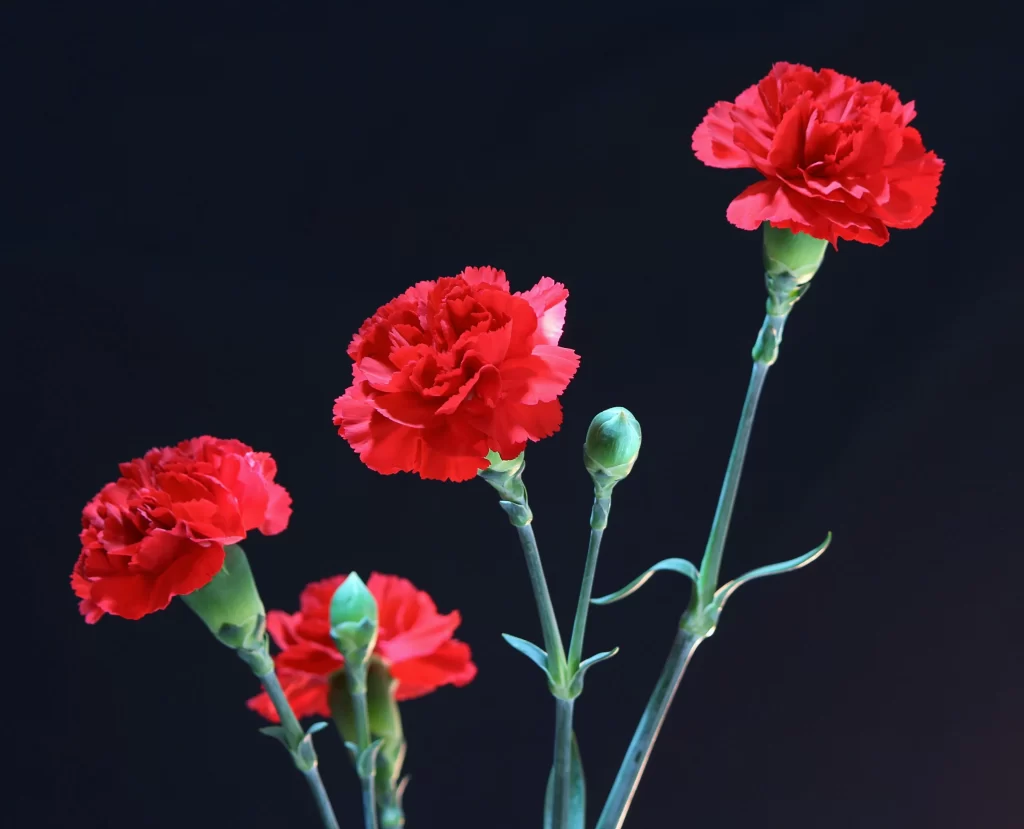 Red Carnation Full Petals Green Stems Dark Background