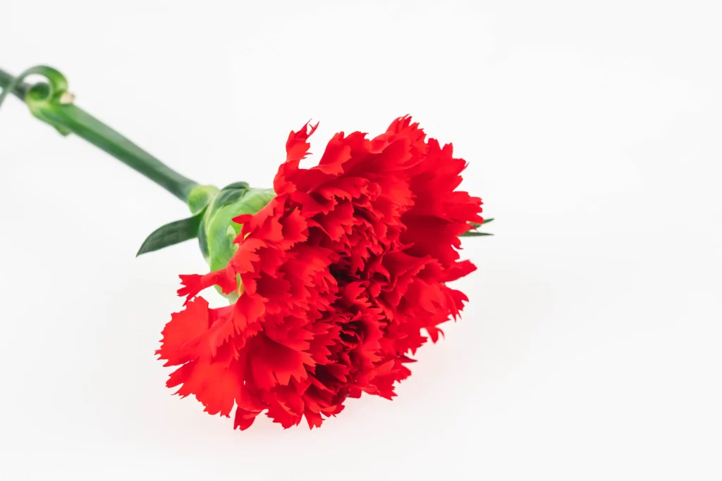 Red Carnation Full Petals Green white Stem