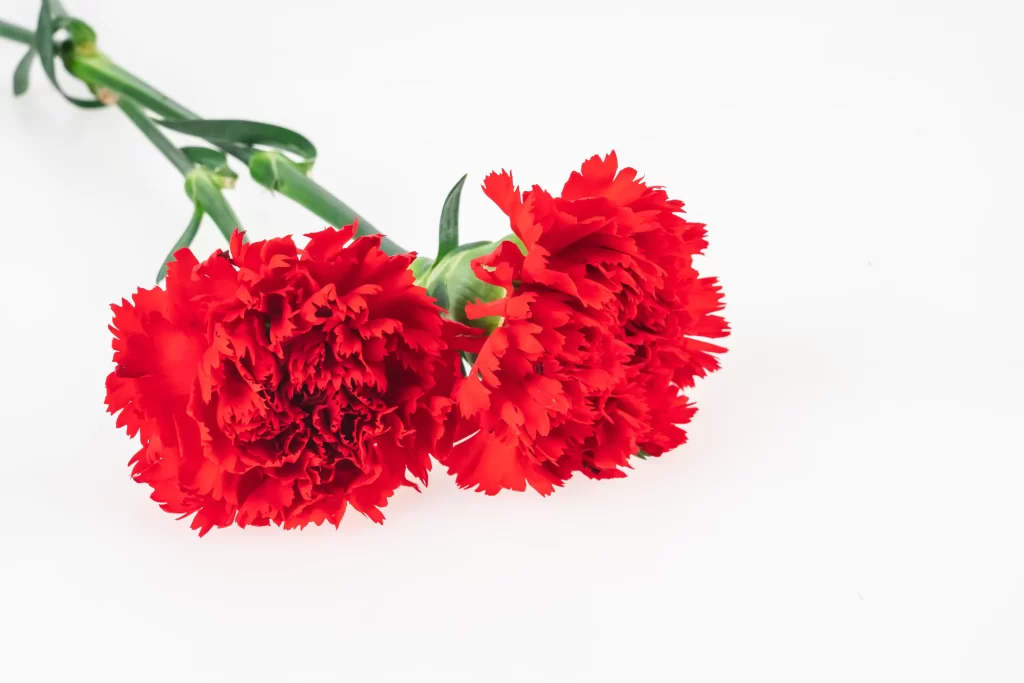 Red Carnation Full Petals Green warm Stem