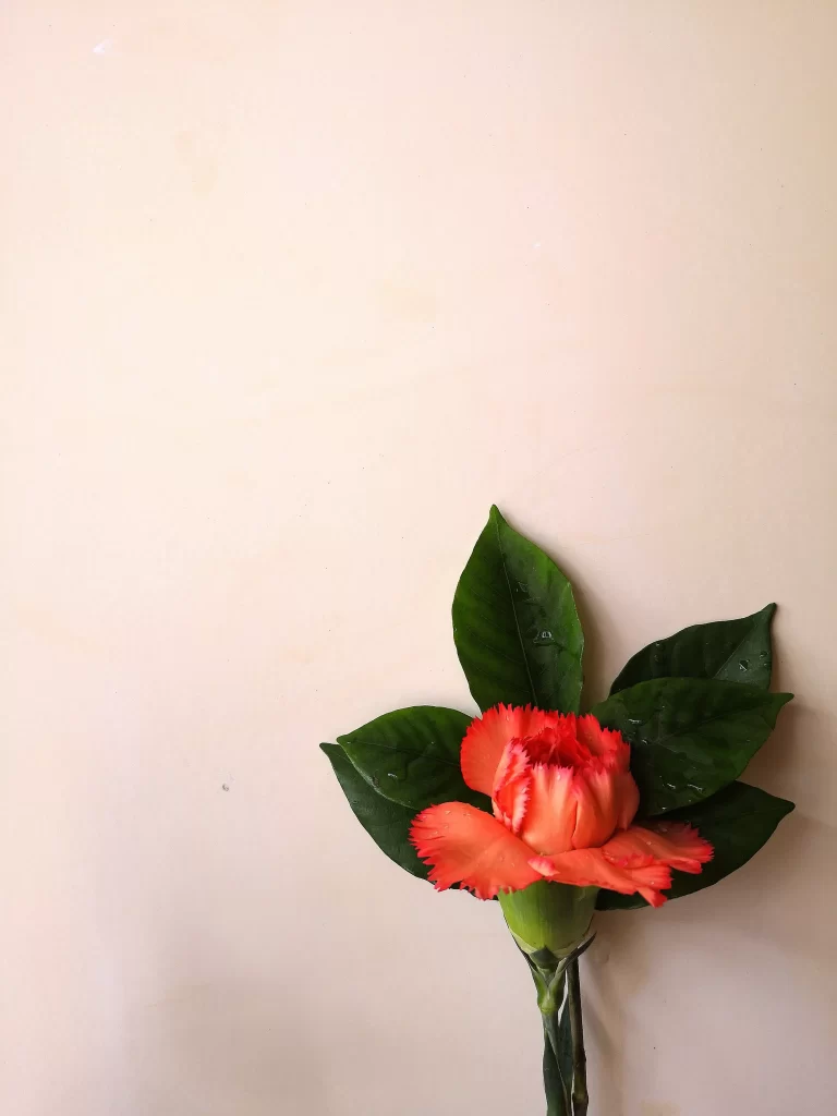 Red Carnation Green Leaves Petals Stem