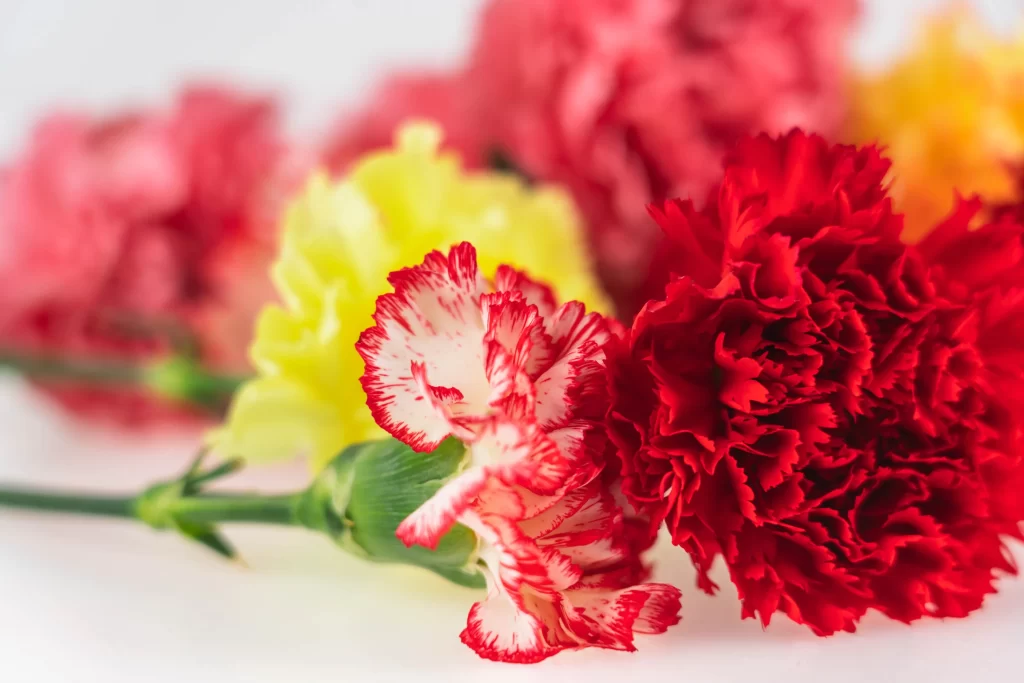 Red Carnation Petals Colorful Bright