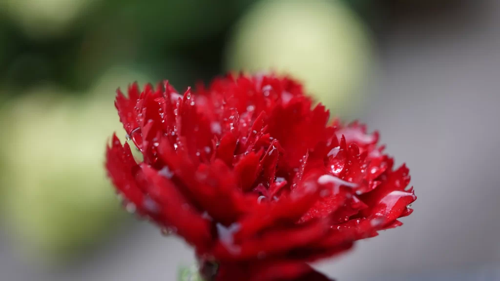 Red Carnation Petals Dewdrops Bright