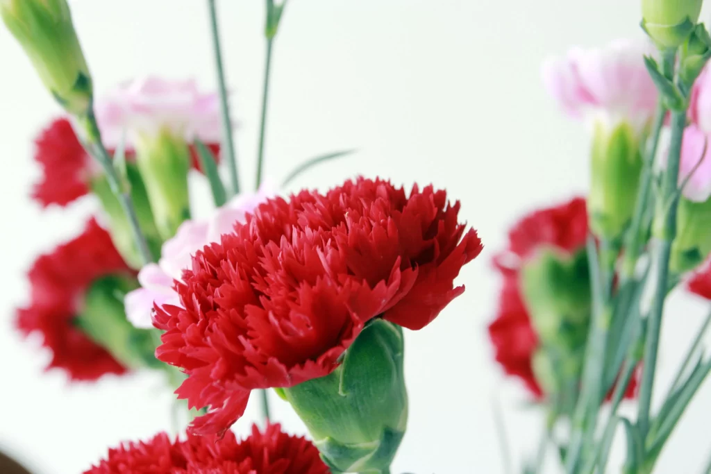 Red Carnation Petals Green gray Stems