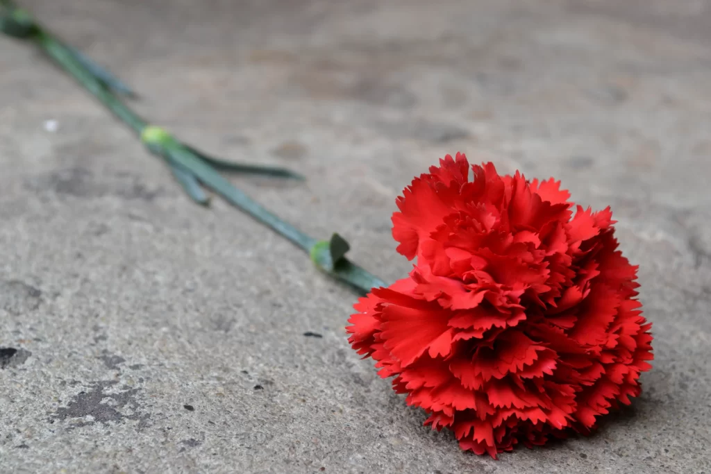Red Carnation Petals Green Stem