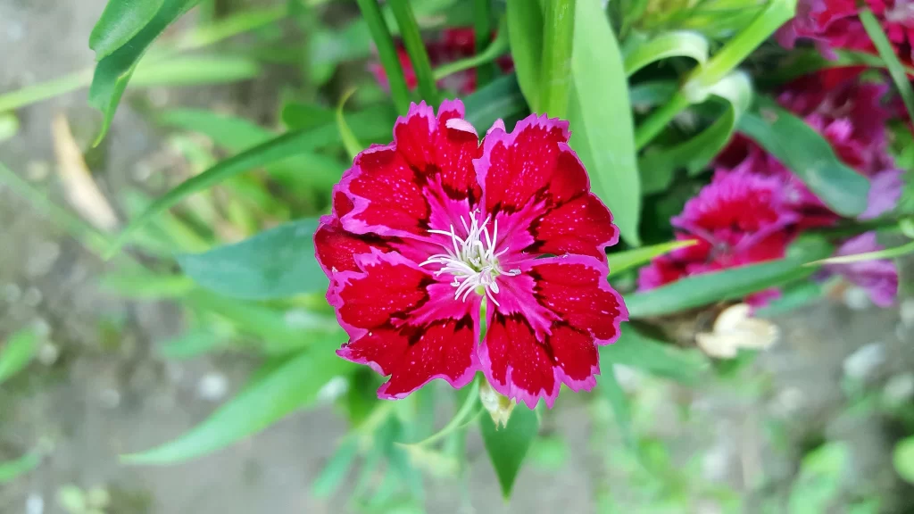 Red Carnation Petals Green Leaves