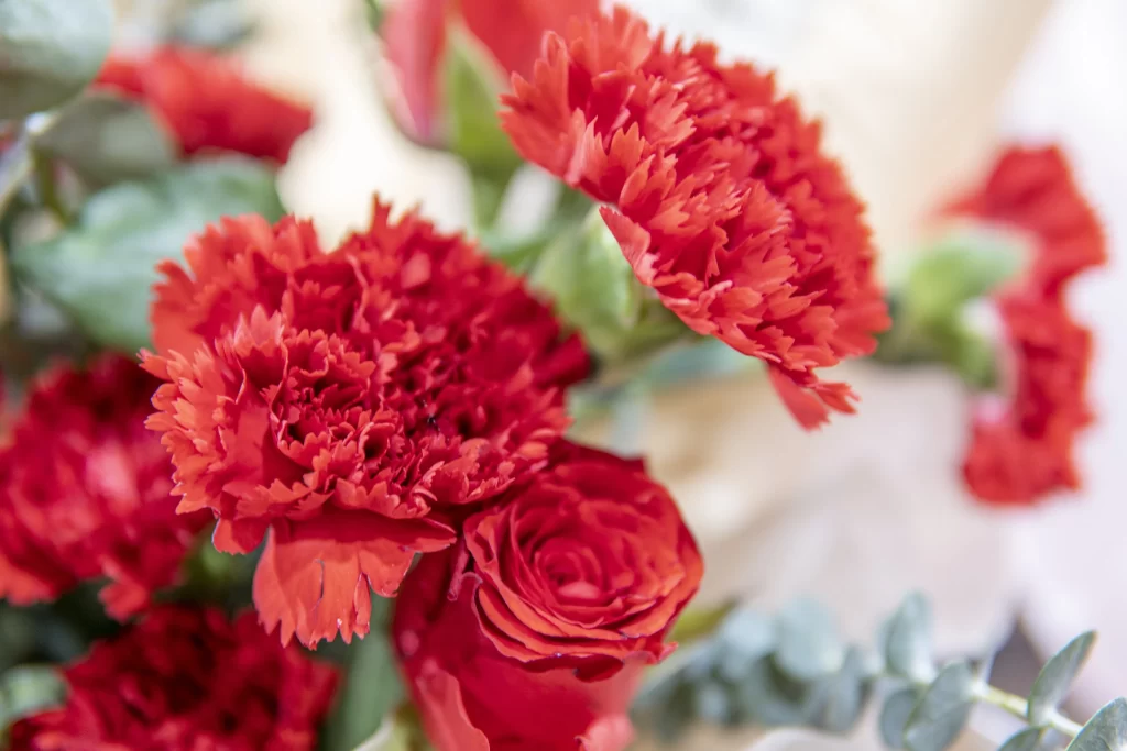 Red Carnation Petals Texture Greenery