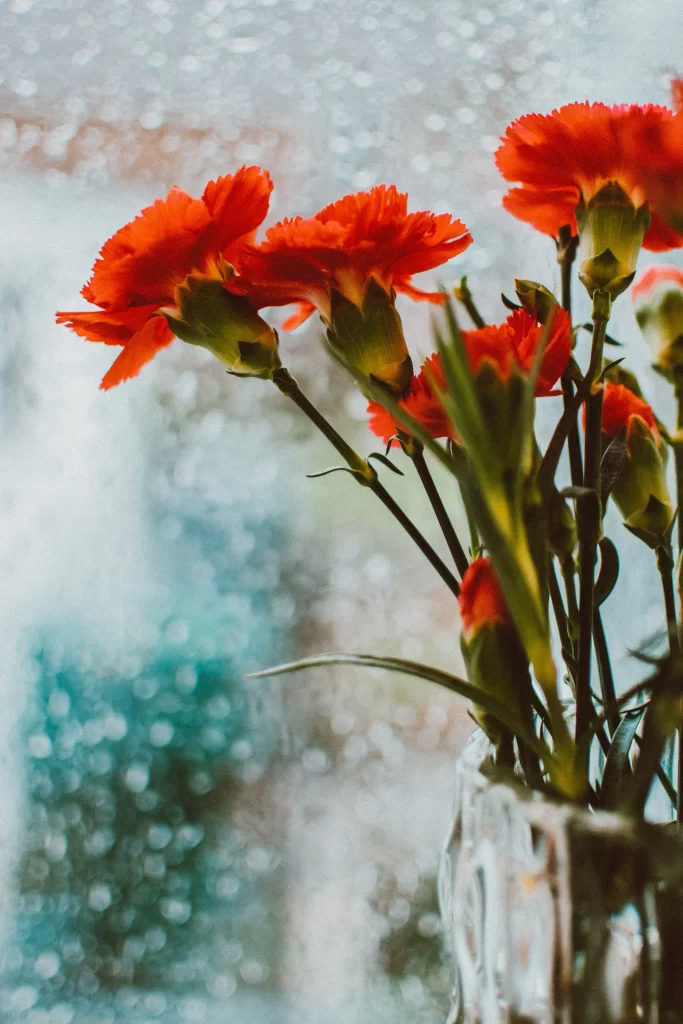 Red Carnation Petals Vase Raindrops
