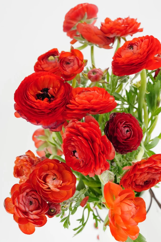 Red Carnation Petals Vibrant Blooms Greenery
