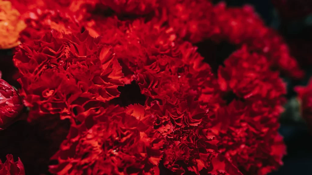 Red Carnation Ruffled Petals Dense Dark warm Background