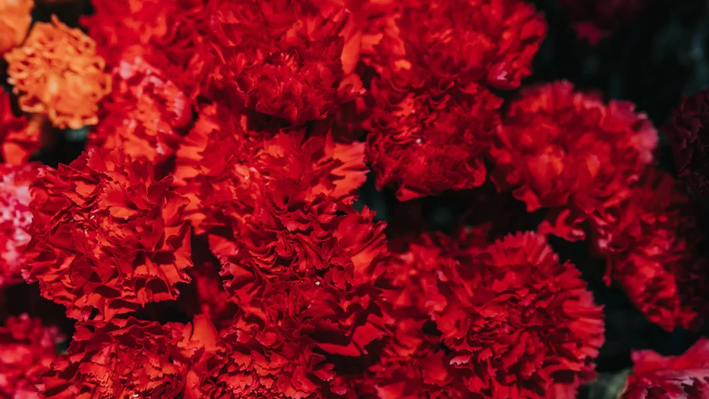 Red Carnation Ruffled Petals Dense Dark warm Background