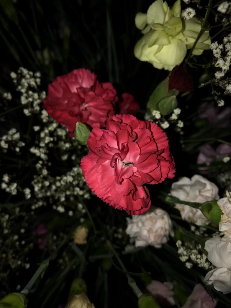 Red Carnation Ruffled Petals Dark Background