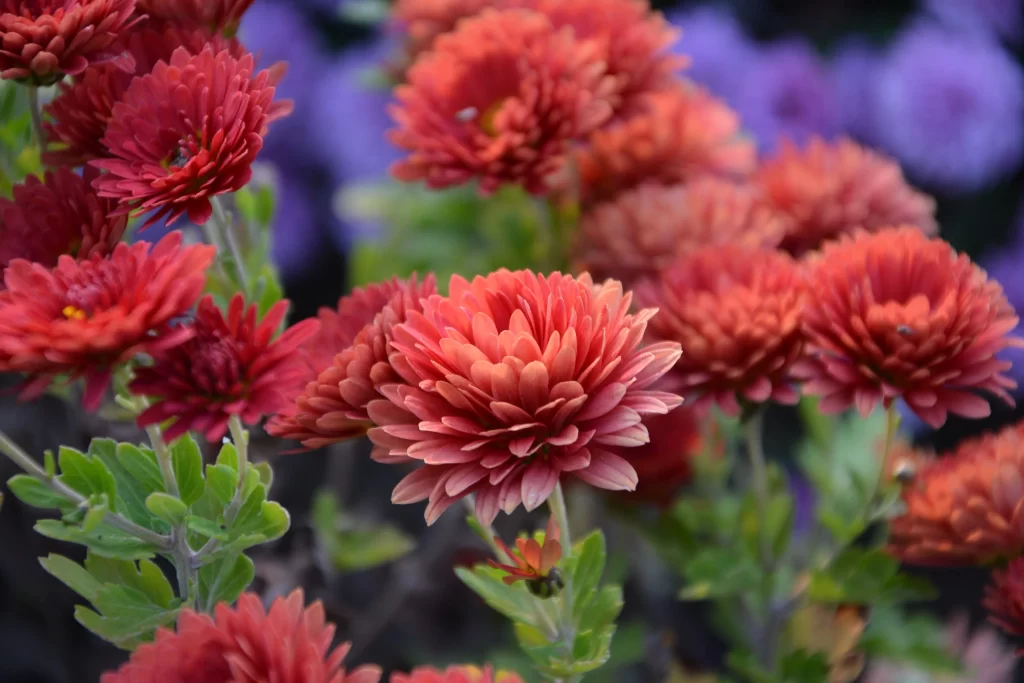 Red Chrysanthemum Blooms Petals Dense Layered