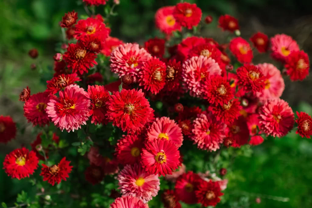 Red Chrysanthemum Blooms Petals Yellow Centers Green Leaves
