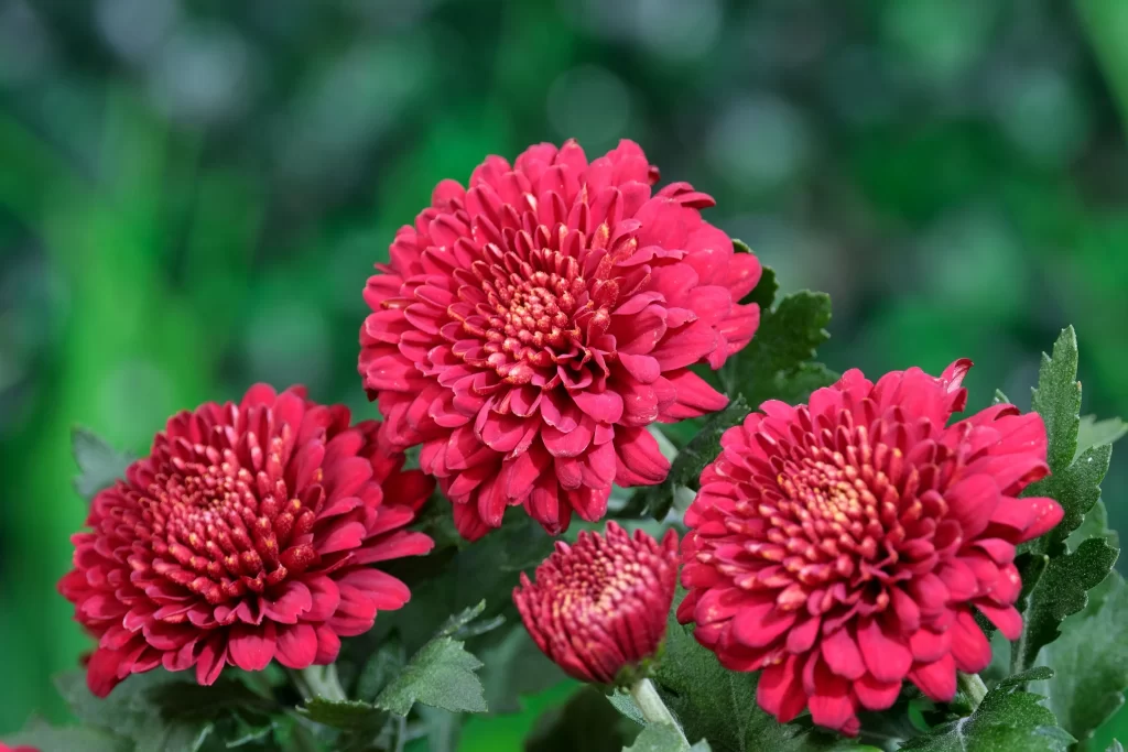 Red Chrysanthemum Blooms Petals Dense Green