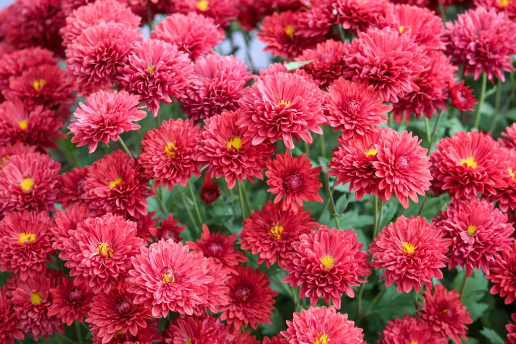 Red Chrysanthemum Blooms Petals Yellow Centers