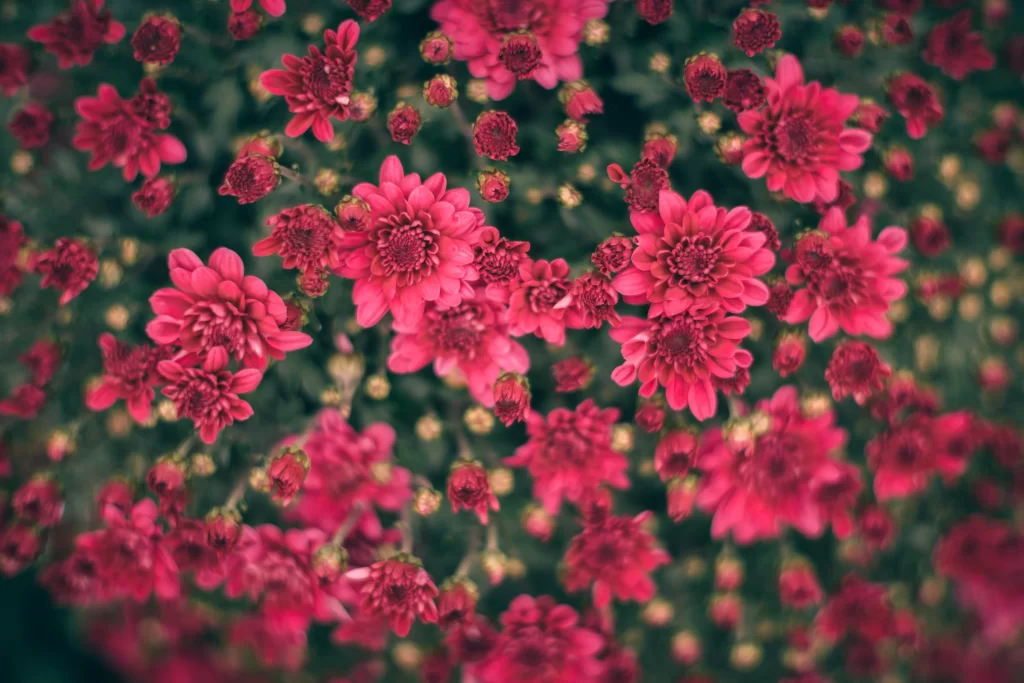 Red Chrysanthemum Blooms Petals Dense Cluster