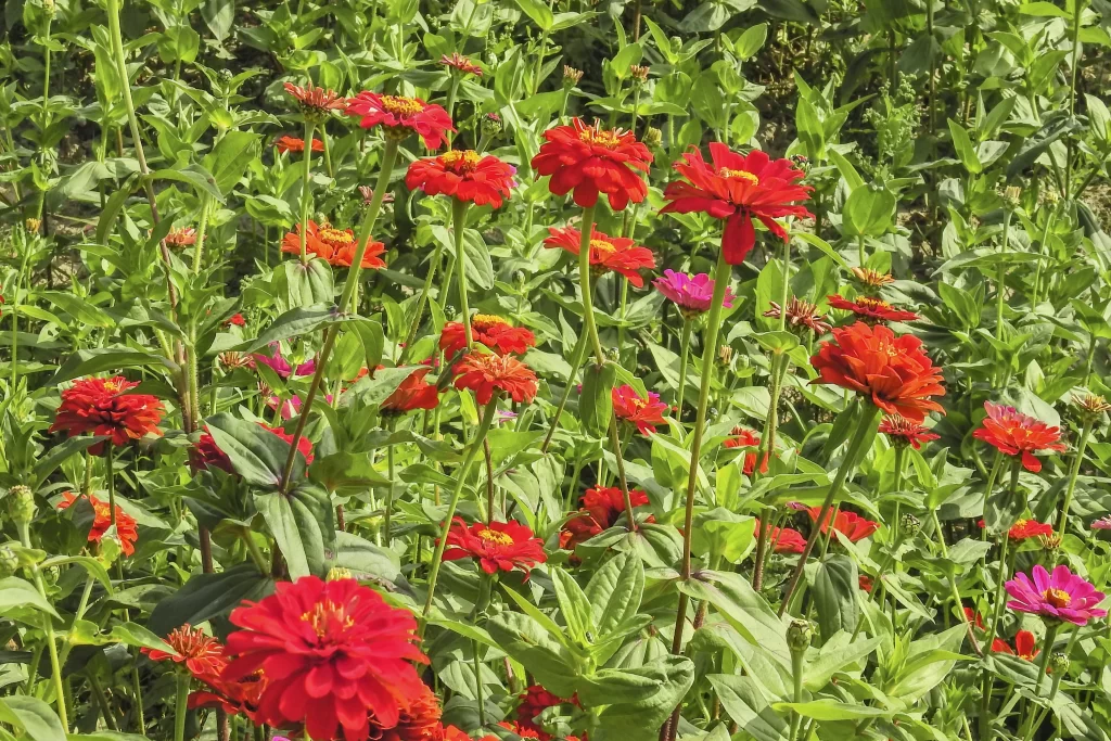 Red Chrysanthemum Blooms Petals Green warm Leaves