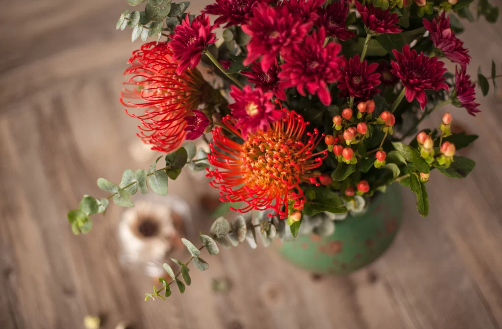 Red Chrysanthemum Blooms Petals Green warm Leaves