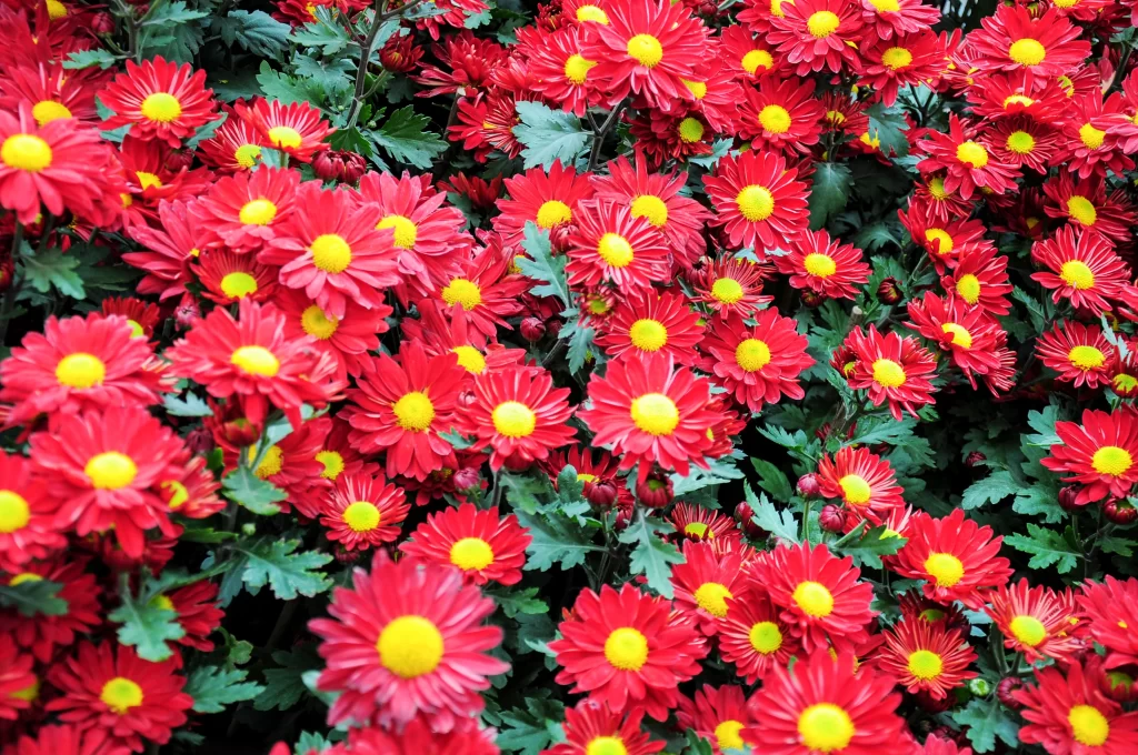 Red Chrysanthemum Bright Petals Yellow Center Dense