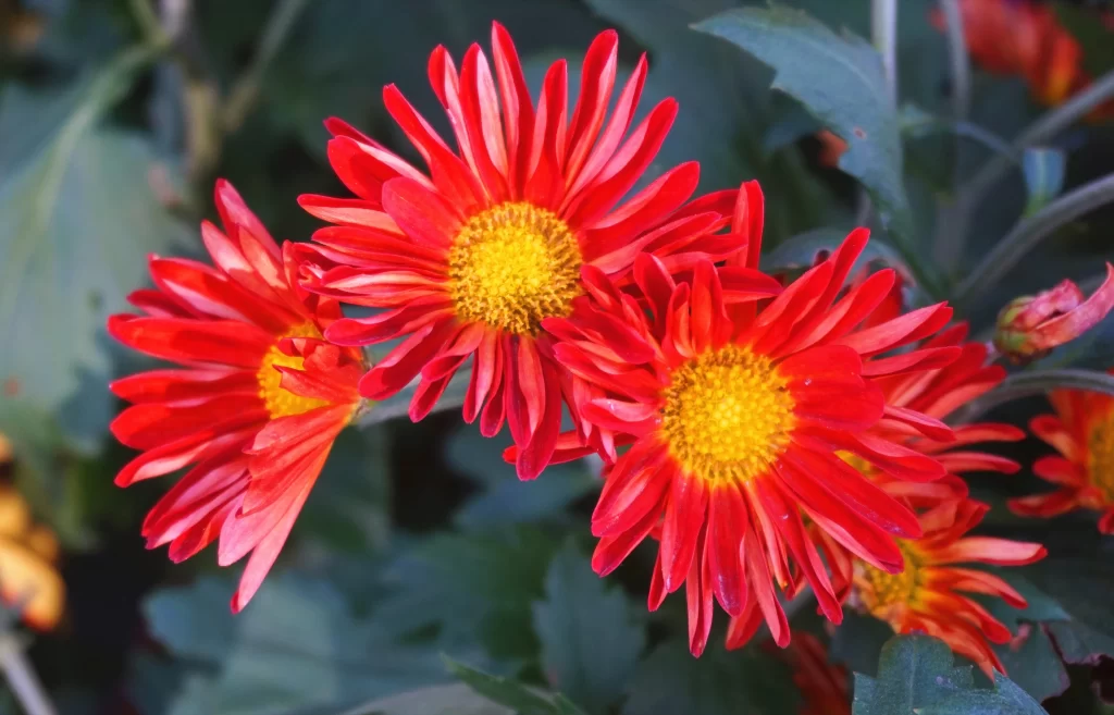 Red Chrysanthemum Bright Petals Yellow Center