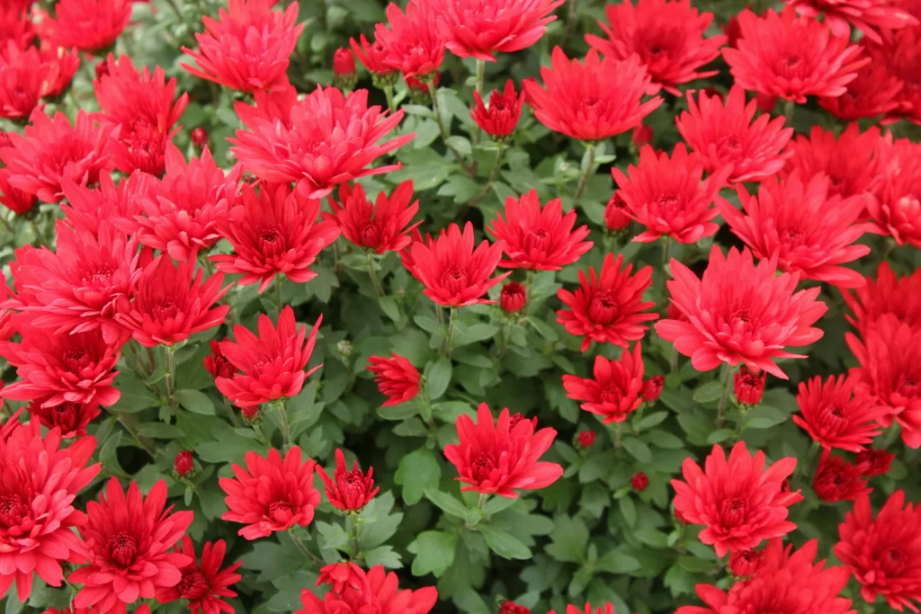 Red Chrysanthemum Dense Petals Green Leaves