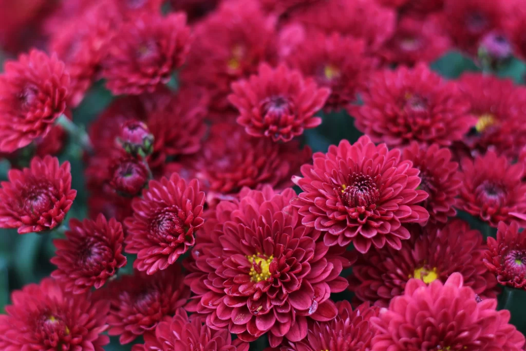 Red Chrysanthemum Dense Petals Yellow warm Center