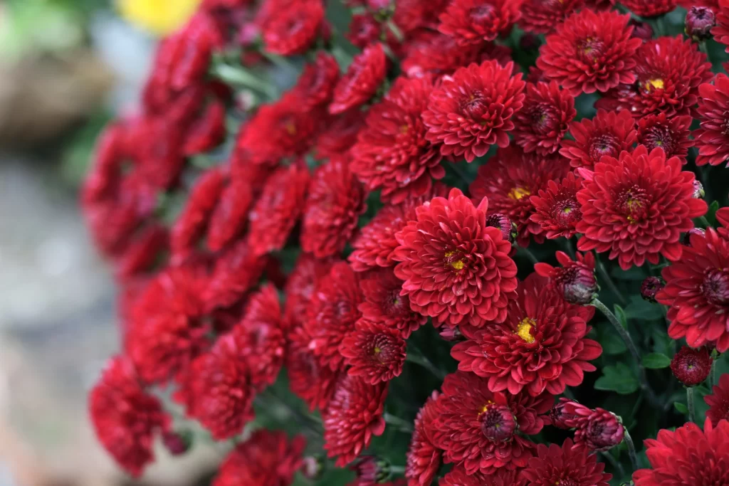 Red Chrysanthemum Dense Petals Yellow warm Center