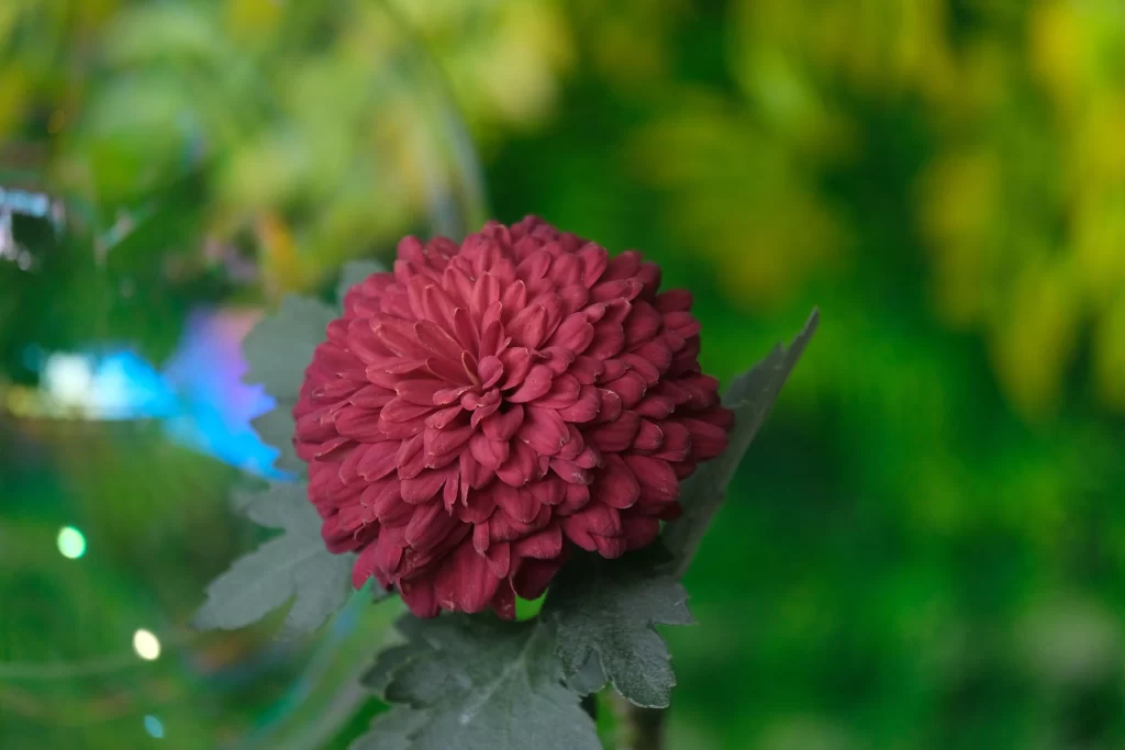 Red Chrysanthemum Dense Petals Green warm Leaves