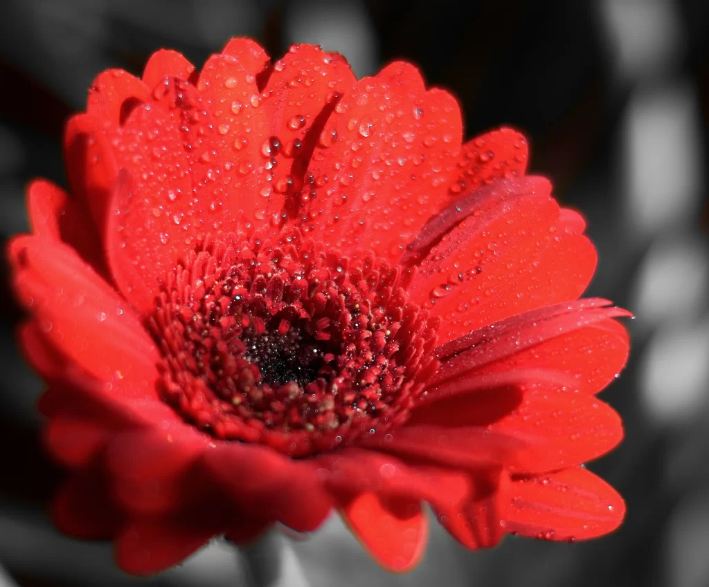 Red Chrysanthemum Dewdrops Petals Center