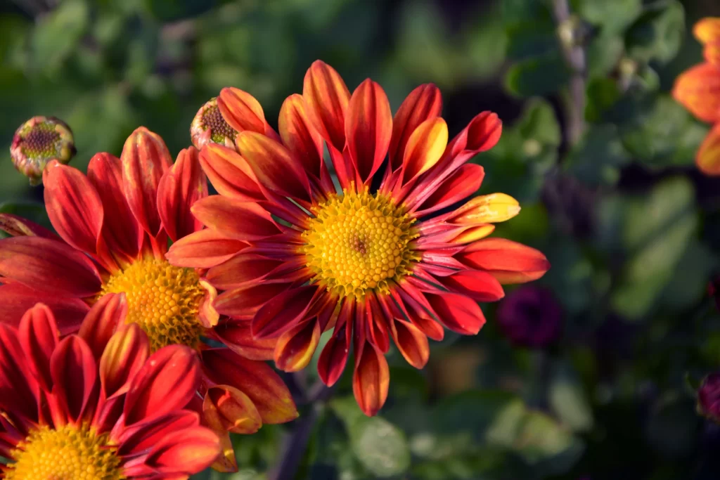 Red Chrysanthemum Petals Yellow Center Green Leaves