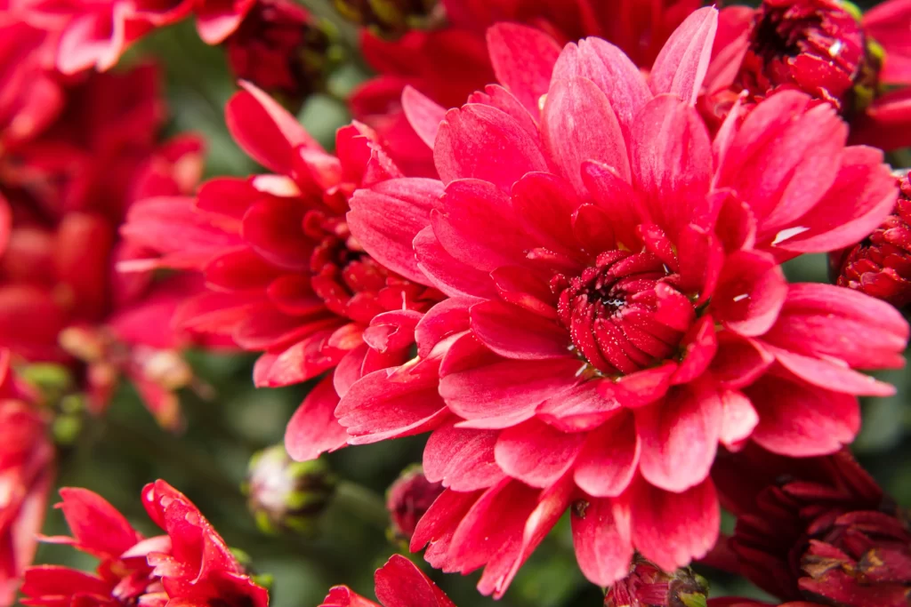 Red Chrysanthemum Petals Dense Blooms