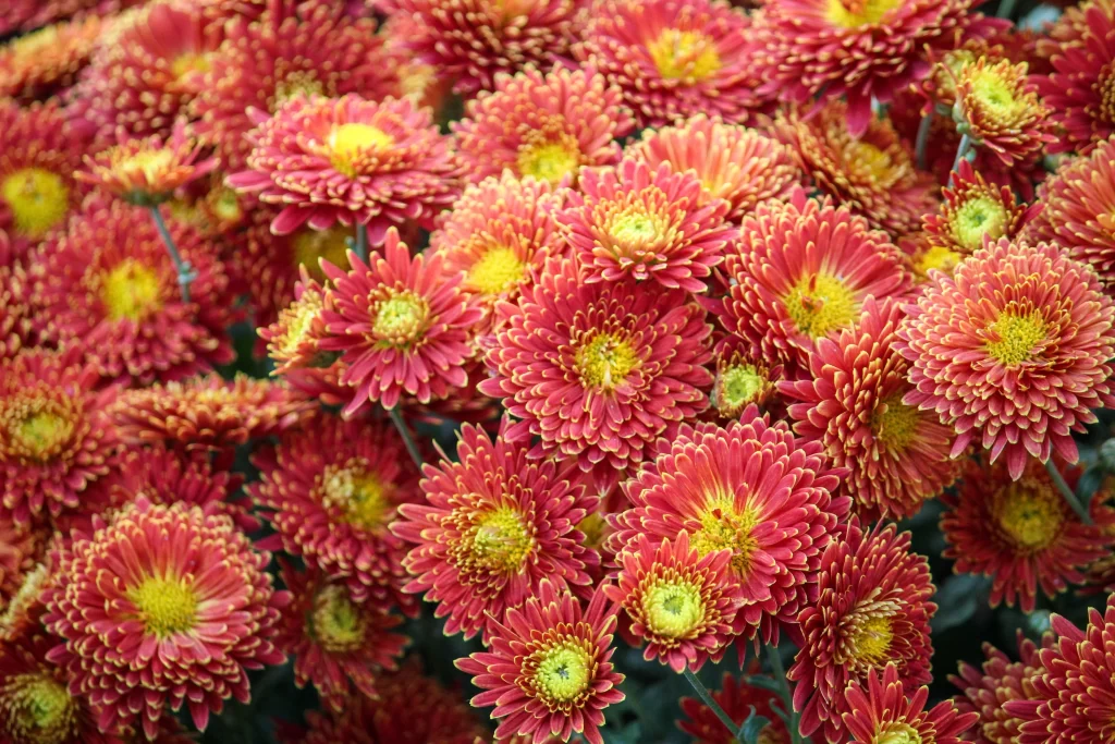 Red Chrysanthemum Petals Yellow Center Dense Blooms
