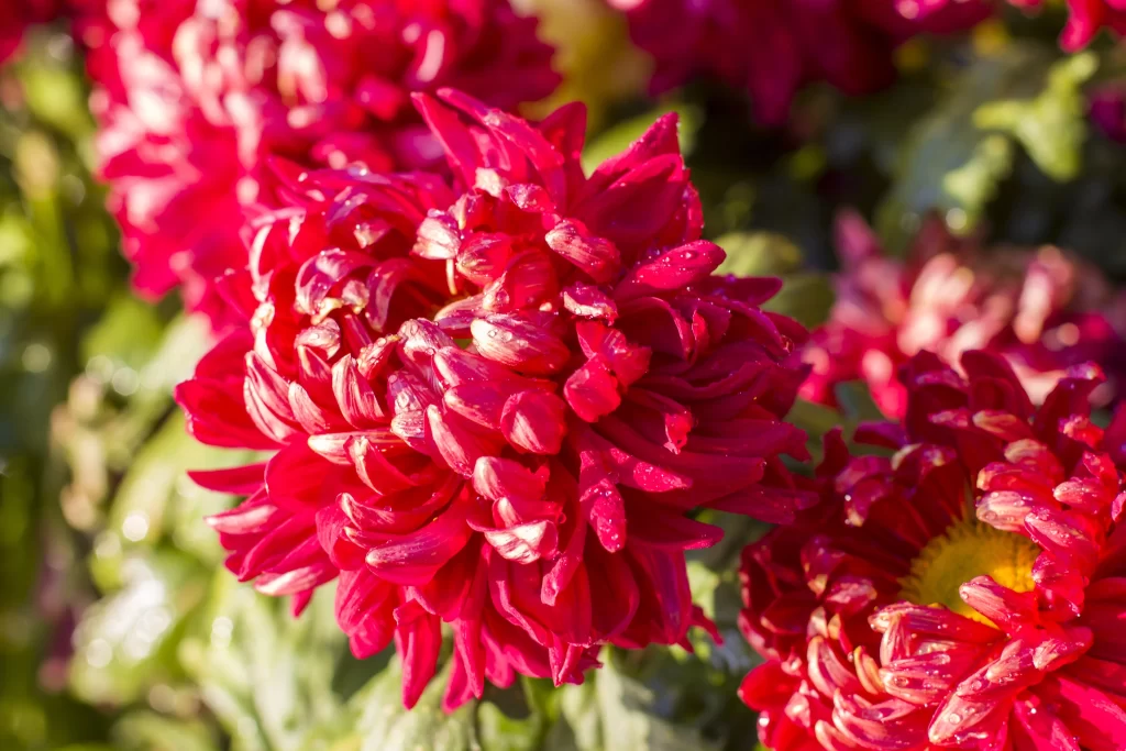 Red Chrysanthemum Petals Dewdrops Sunlight