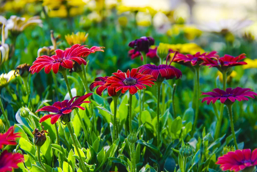 Red Chrysanthemum Petals Green Leaves Bright