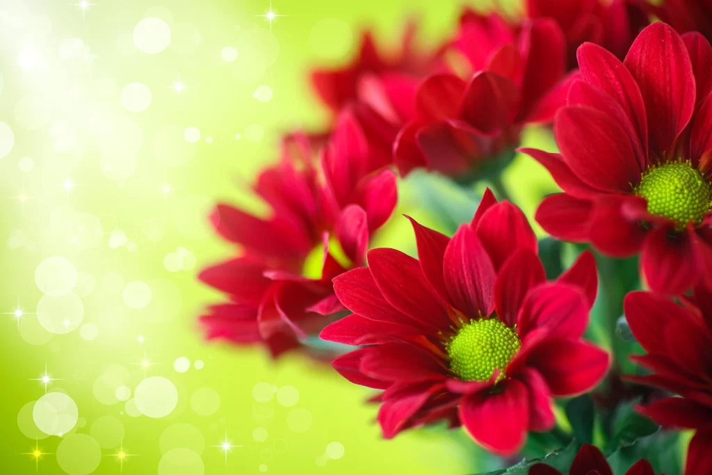 Red Chrysanthemum Petals Green Center Sparkle Bokeh