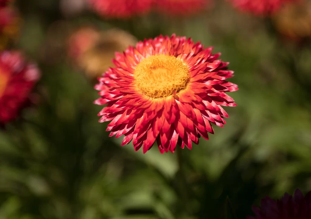 Red Chrysanthemum Petals Yellow Center warm Sunlit