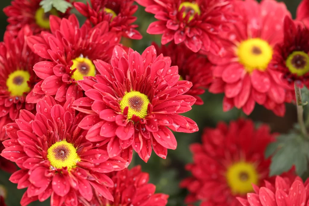 Red Chrysanthemum Petals Yellow Center Dewdrops