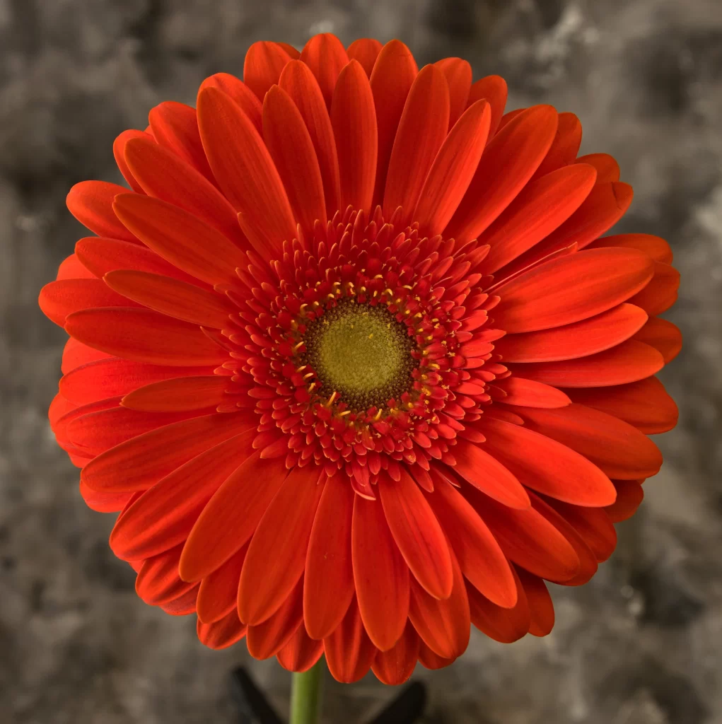 Red Chrysanthemum Petals Center Yellow