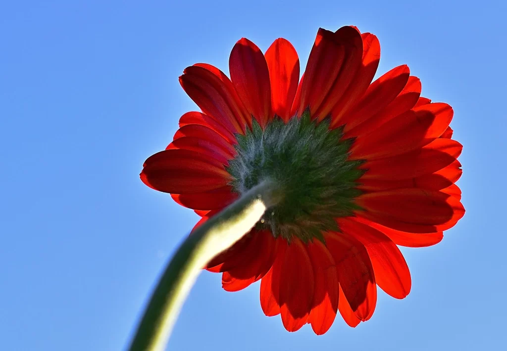 Red Chrysanthemum Petals Bright Sky