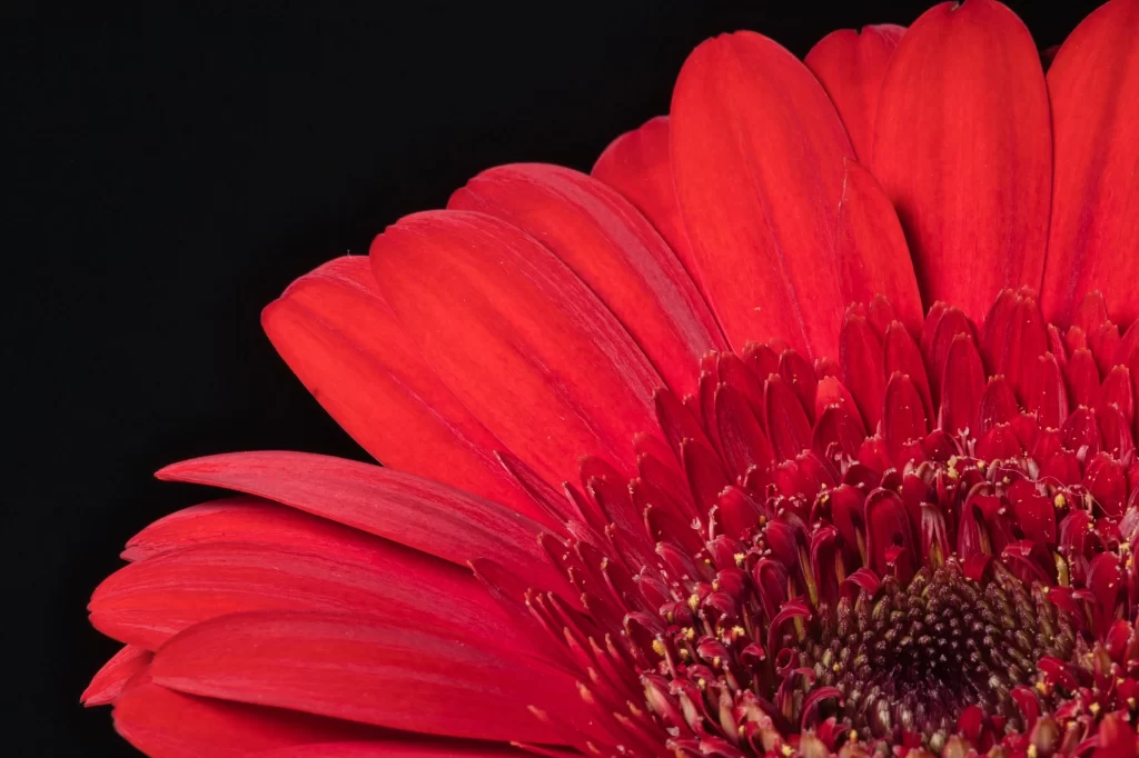 Red Chrysanthemum Petals Dense warm Center