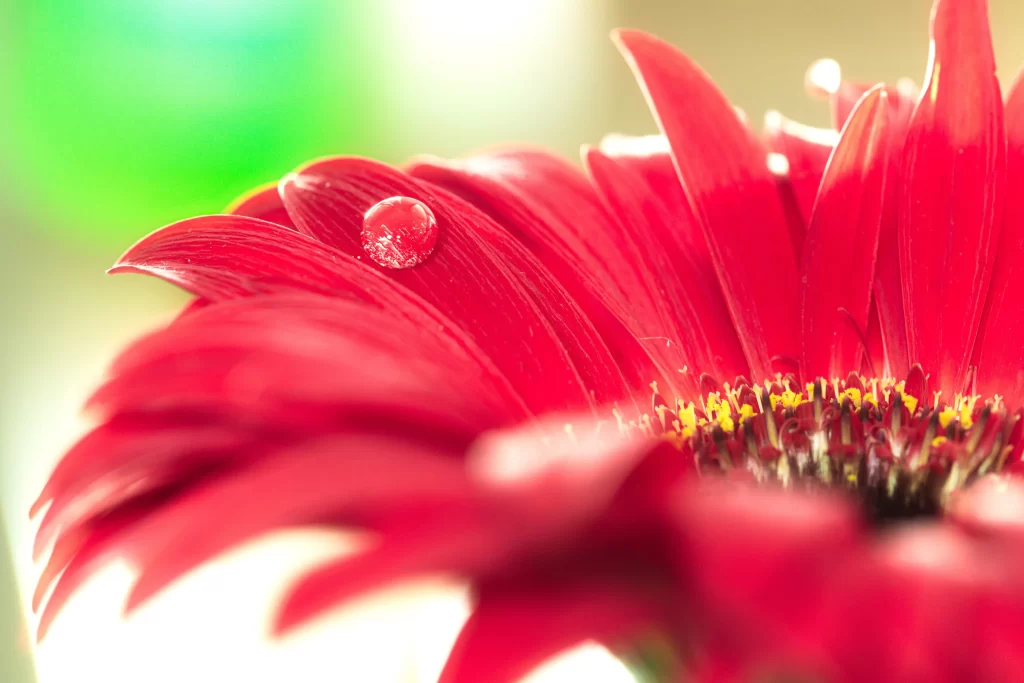 Red Chrysanthemum Petals Dewdrop Vibrant Center